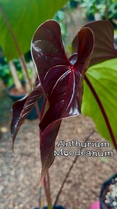 Unbelievable unfurls on these Strange Anthurium Moodeanum , the deep red sinus ,the jet black leaves and the vibrant scarlet bloom makes this beauty stand out and shine in our foliage section this evening. #anthuriummoodeanum #foliageanthurium #vrikshanursery #happyplace | Vriksha Nursery