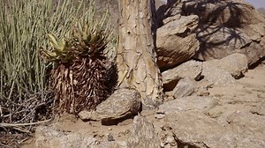 Колчан (Aloidendron dichotomum), ранее Aloe dichotoma,: стоковое видео (без лицензионных платежей), 3631615317 | Shutterstock