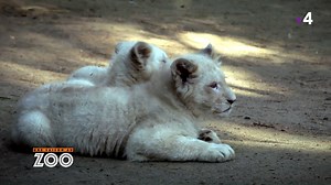 Des envies de passer des moments en famille ce WE et de revoir les 1ers épisodes de la Saison 10 ? 🦁 💕 Quand par exemple Nikita tente de présenter ses deux lionceaux à leur père et que Jabu n'en fait qu'à sa tête... ⏩ Les nouveaux épisodes de la saison 10 à (re)voir sur france•tv : http://bit.ly/UneSaisonAuZooS10 | Une saison au ZOO