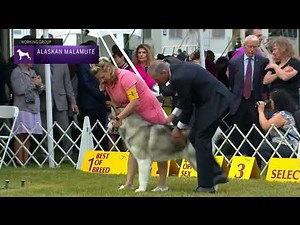 Alaskan Malamutes Breed Judging 2022