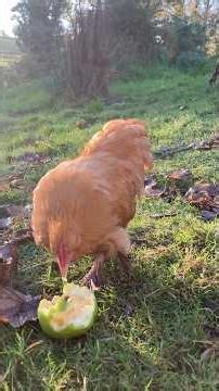 Cleaning out the hens #farm #farming #chicken #cleaning