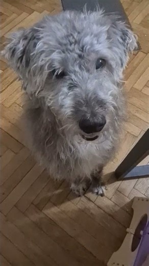 #doggielife #dogs #lovedogs #lovestory #shortvideo #labradoodle #silver #собака