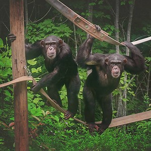 1M views · 24 reactions | Medical testing caused them stress and anxiety. Now, they finally know what it's like to just be a chimp. | York Daily Record/Sunday News | Facebook