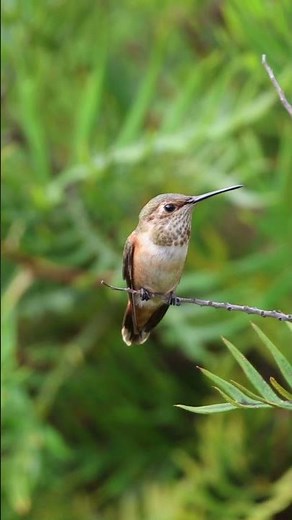 Hummingbird Sounds and Calls #2