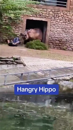 Angry Hippo Attacks Zookeeper in China A zookeeper in China had a near-death encounter after stepping in to break up a fight between two bull hippos. As he tried to separate them, one hippo suddenly turned on him, charging in what could have been a fatal attack. Incredibly, the man escaped without injury. The incident has now drawn the attention of the Chongsha Forestry Bureau, which has launched an investigation into the circumstances. While the zookeeper’s survival is a relief, the situation r