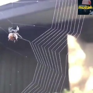 159K views · 3.2K shares | SubhanAllah...the wonders of Allah’s ﷻ creation. No scale, no protractor and no angular measurements needed. | The Australian Muslim | Facebook