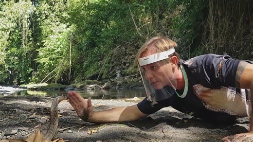 Getting dangerously close to spitting cobras