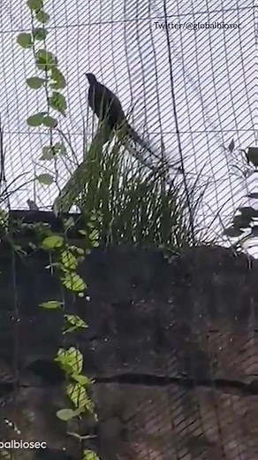 A lyrebird named Echo at Sydney's Taronga Zoo has made headlines after imitating the zoo's evacuation siren. Graphics: Zara Falkiner-Rose | The New Daily