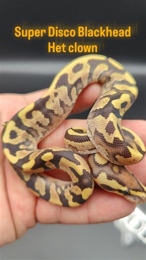 This has to be a Super Disco Blackhead het clown!! 🔥🔥🔥 Coming straight from the Disco collection!! There is an allelic combo on both sides of the pairing!! #pet #pythonsofig #reptilesofig #pythonlove #reptilelife #snakelife #reptilelove #followme #reptileshow #snake #reptile #instagood #python #snakes #reptiles #instagram #snakebites #reptilesofinstagram #pythonregius #reptilelover #like4like #snakelover #snakesofinstagram #pythonclutch #snakeeyes | Edge of Panic Ball Pythons