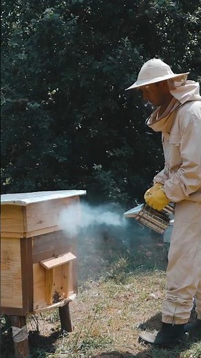The 3 Biggest Problems Beekeepers Face! 🐝🍯