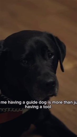 Here is a beautiful glimpse into the partnerships that arise from @Guide Dog Foundation, one of NSAM’s wonderful sponsors of our Bonds of Service event next month! In this video clip, Samantha shares what having a guide dog means to her. Her dog, Leo, is the second service animal she’s been matched with from Guide Dog Foundation. 💛 🎥 Video credits to Guide Dog Foundation. For the full video, check them out on Instagram! #guidedog #guidedogfoundation #workingdogsoftiktok