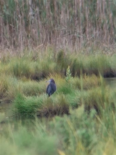 Little Blue Heron #littleblueheron #heron #birding #birdwatching #digiscoping
