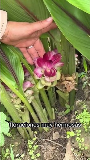 Ornamental turmeric plant with amazing, beautiful flowers for better plants