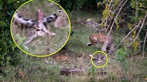 చిరుతను మింగేందుకు ఎగబడి వచ్చిన కొండ చిలువ.. చివరికి షాకింగ్ సీన్