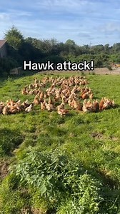 2.6M views · 26K reactions | Chicken safety tips! Hawk safety drill #chickens #homesteadlife #nature #hawk #farmlife #homestead #backyardchickens | Homestead Life | Facebook