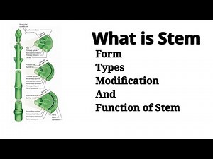What is Stem | Forms, Types, Modification And Function of Stem | Botany For You