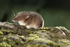 What Do Shrews Eat? (Diet & Facts)