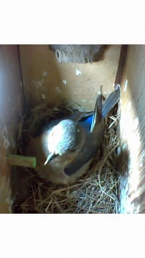Female Eastern Bluebird hearing bird calls