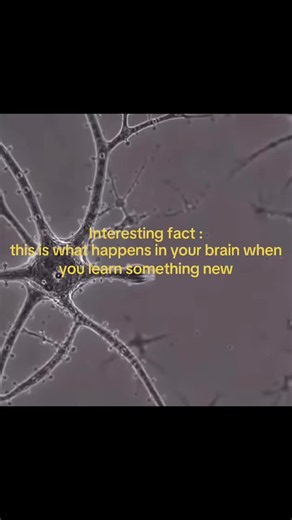 This is what happens in your brain when you learn something new