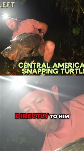 Giant Snapping Turtle Encounter: Jungle Predator! #shorts