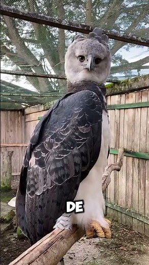 🪶🦇🦅🪿 4 animais incríveis e cheios de curiosidades!