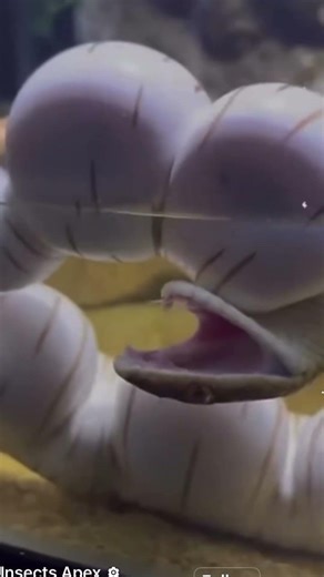 Snake bites a jellyfish and inflates 😳🐍 #shorts