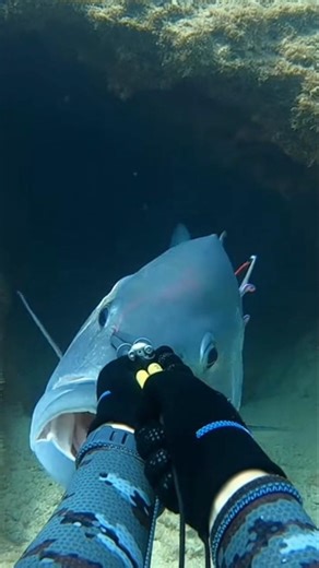 Perfect Cave Ambush | One Shot Head Hit#Spearfishing#UnderwaterHunting#CaveAmbush#HeadShot#YouTube