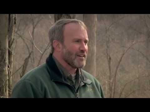 Deer in the Forest | Indiana DNR