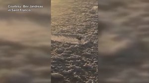 VIDEO: Deer floats down Allagash River