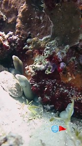 Exploring a stunning coral reef teeming with life — and look at this cozy moray eel niche! 🐠🪸 These fascinating creatures often share their space with shrimp or other reef fish. Nature’s harmony in action. #coralreef #morayeel #underwaterlife #redsea #scubadiving #divingadventures #underwaterphotography #scubalove | Red Sea Diving