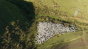 35K views · 455 reactions | Check out the latest Video from Heels 2 Boots Head over and give them a Like! | NZ Farming | Facebook