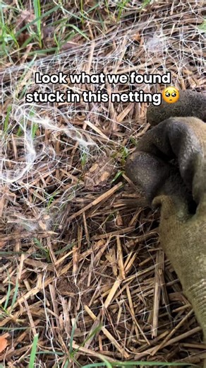 50K views · 128 reactions | I found this little frog stuck in garden...