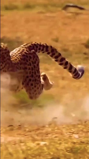 jaguar actual speed | fastest animal of the world 🔥