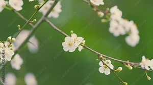 Branches Of Fruit Trees With Blossom White Flowers. Branch Of A Purple Leaf Plum Tree.