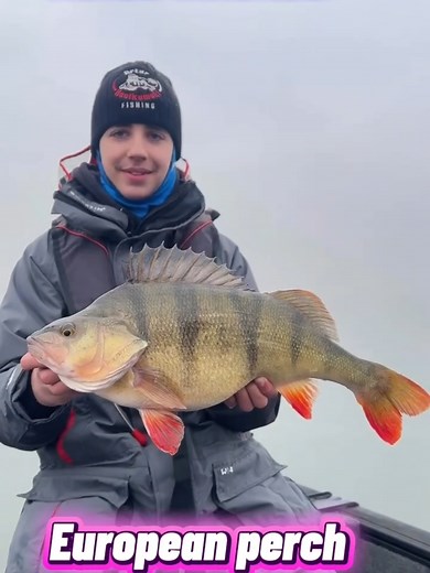Catch and Release: The 51 cm Monster Perch