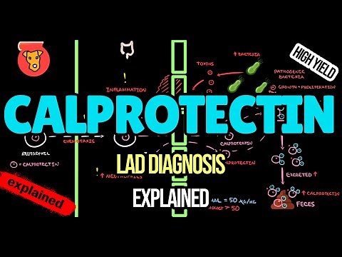Calprotectin EXPLAINED: Clinical Significance, Lab Values & Intestinal Inflammation