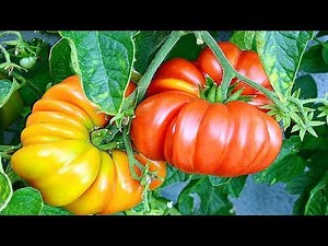 10 Amazing Tomato Varieties You Can Try Growing - Gardening Tips