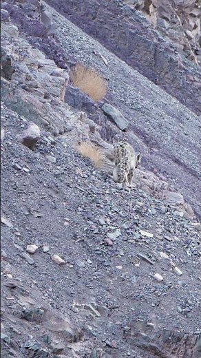 Ghost of the Mountains | Snow Leopard Walk on Mountain 🐆