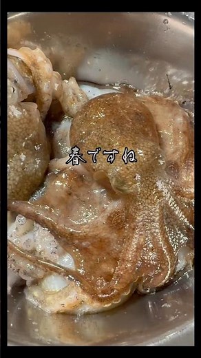 【イイダコ煮付け】下処理は重要👌大好きなおつまみいただきました🤭 #晩酌 #料理 #さかな #煮る #おつまみ #japanesefood #イイダコ#shorts