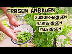 Growing peas - differences between snow peas, garden peas, and edible peas. Which peas to use for...
