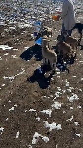 Repost strays_of_cappadocia Haytap Hayvan Hakları Federasyonu’nun soğuk kış günlerinde Kapadokya bölgesinde ki sokak hayvanlarına göndermiş olduğu mamaları bölgelerdeki gönüllülerimize dağıtmaya devam ediyoruz. Yemeğe ulaşması son derece zor olan bölgelere sunduğunuz mama desteği için çok teşekkür ederiz. Haytap & getir iş birliği 🙏 | HAYTAP (Hayvan Hakları Federasyonu)