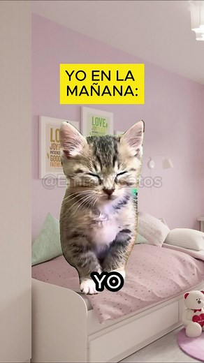 Memes de Gatos Divertidos y Graciosos para Compartir
