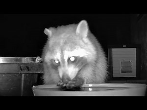Luna the Raccoon has a busy night Washing Cat Food and Getting Drinks at the Water Bowl