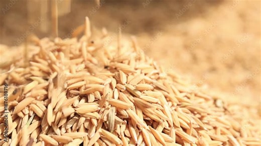 Paddy Rice, Unhusked Rice, a large amount of rice paddy spread out for sun-drying, representing agriculture, harvest, and natural grain production