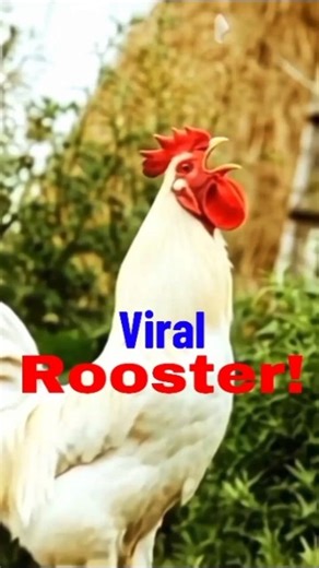 “Amazing Laughing Rooster Call | Viral Chicken Sound"