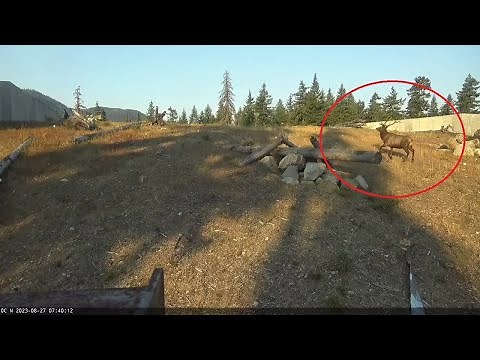 Video shows elk, bobcat and otters using I-90 wildlife bridge in Washington Cascades