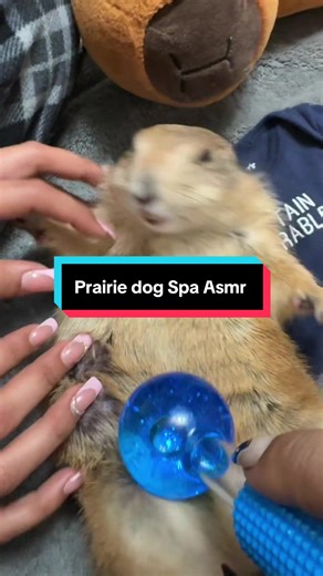 Prairie Dog Spa ASMR: Sounds and Jelly Roll Fun