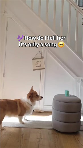 corgi lover (@corgi.n)’s videos with original sound - corgi lover