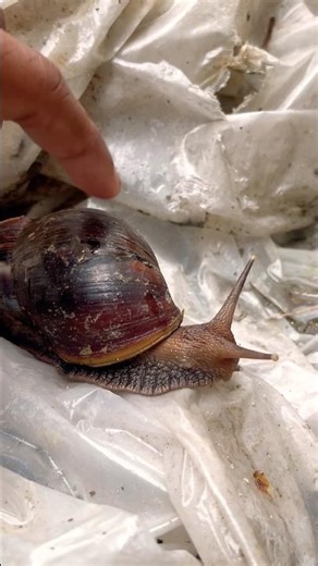 Snail Walking Cute Moments 🐌✨ | Relaxing Nature Short #trending