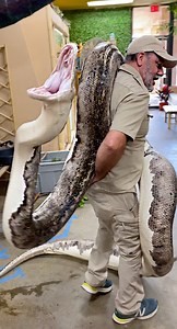 I'm sure a lot of you have been waiting to see me get bit so here you go🙌😅 . . . #angry #giant #snake #new #mom #momma #momlife #nature #wow #wildlife #cool #animals #animallovers #fun #wild #AmaZing #video #moment #beautiful #post #wildlife #wild #cool #fb #facebook | Jayprehistoricpets